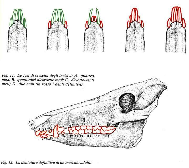 Morfologia