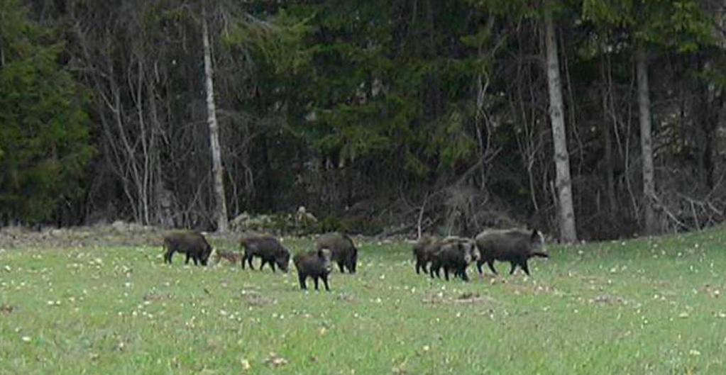 Morfologia Incremento ponderale Le dimensioni del cinghiale sono molto variabili e dipendono principalmente dalle origini della popolazione e/o dal grado di ibridazione con il maiale.