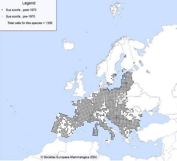 Status specifico Distribuzione europea L areale originario è uno dei più vasti tra quelli che caratterizzano gli ungulati selvatici e copre gran parte del continenti europeo.