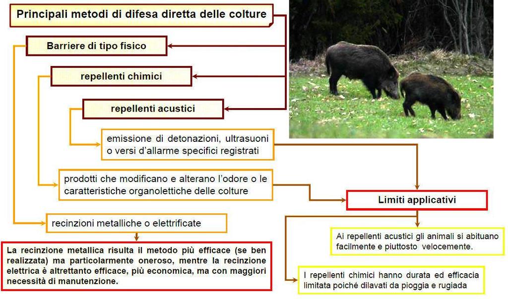 Biologia Danni: sistemi