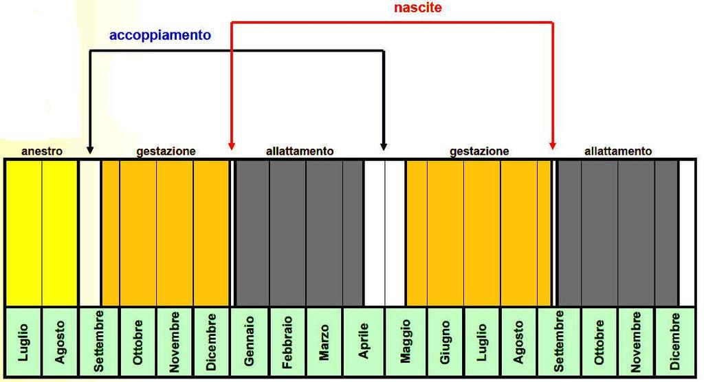 Biologia Ciclo biologico: