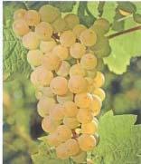 39-639) Vini vinifera-simili Elevata