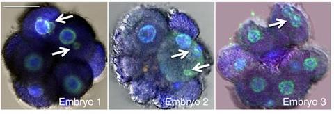 di controllo del ciclo cellulare (rotture e fusioni