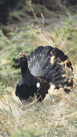 WBI ci dice che Alcune specie forestali si sono avvantaggiate dall aumento della superficie boschiva dovuta all abbandono dell agricoltura di montagna.