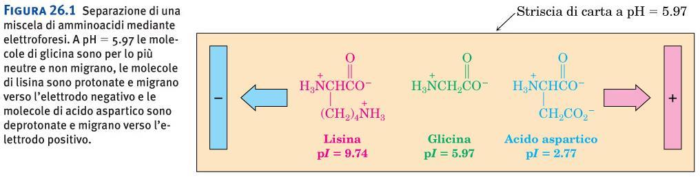 Al ph corrispondente al suo punto isoelettrico l amminoacido non migra in un sistema elettroforetico Figura 26.1 Separazione di una miscela di amminoacidi mediante elettroforesi. A ph 5 5.