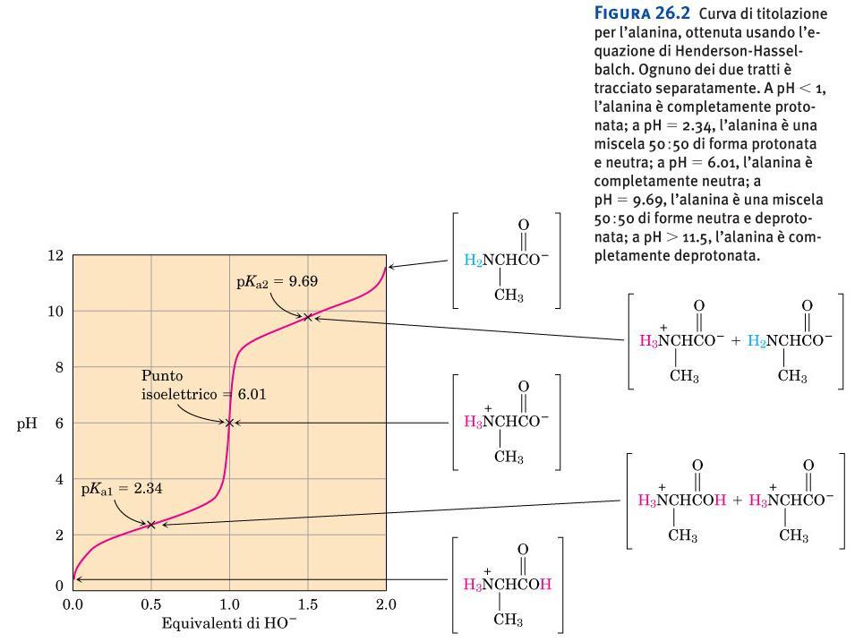 Come si determina sperimentalmente il pka dei gruppi acidi e il punto isoelettrico: curva di titolazione acido-base Figura 26.