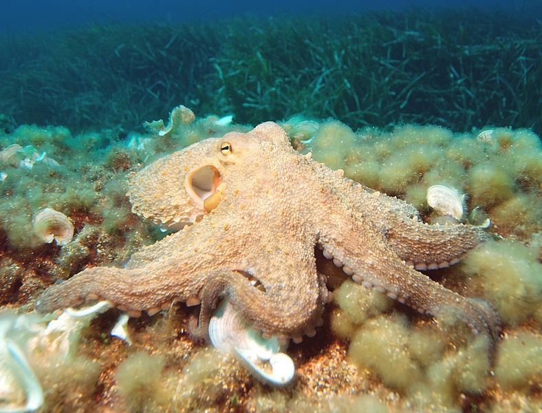 Strutture di sostegno Invertebrati: (insetti, aracnidi, crostacei, molluschi, ) sono privi di colonna vertebrale, non hanno quindi un