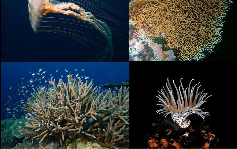 Cnidari o celenterati Sono invertebrati marini a simmetria raggiata. Comprendono le meduse, i coralli, e i polipi.