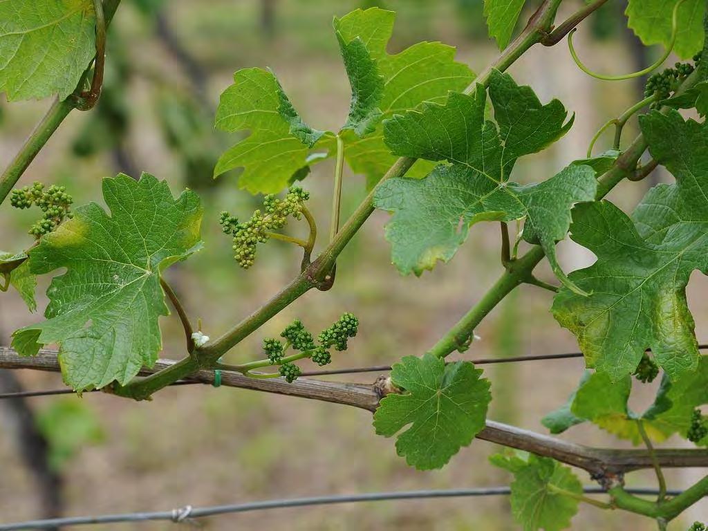 Rame: non è sempre verde Alternative possibili per la viticoltura biologica La riduzione e le alternative al rame, la