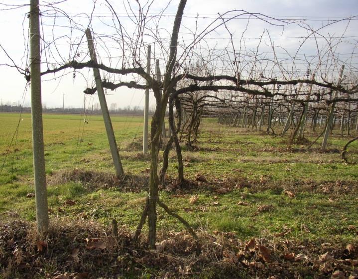 Nell Azienda Biologica di