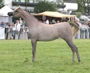 SHOWS ND EVENTS FR NKFU FUR RT SILVER MEDL FILLY RP MISS