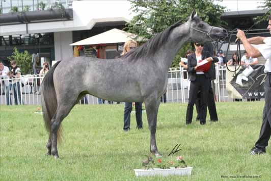 SHOWS ND EVENTS FR NKFU FUR RT RESERVE FILLY EL THY