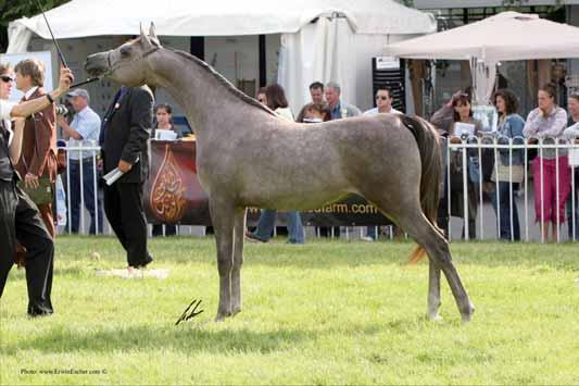 SHOWS ND EVENTS FR NKFU FUR RT CHMPION FILLY LMINK