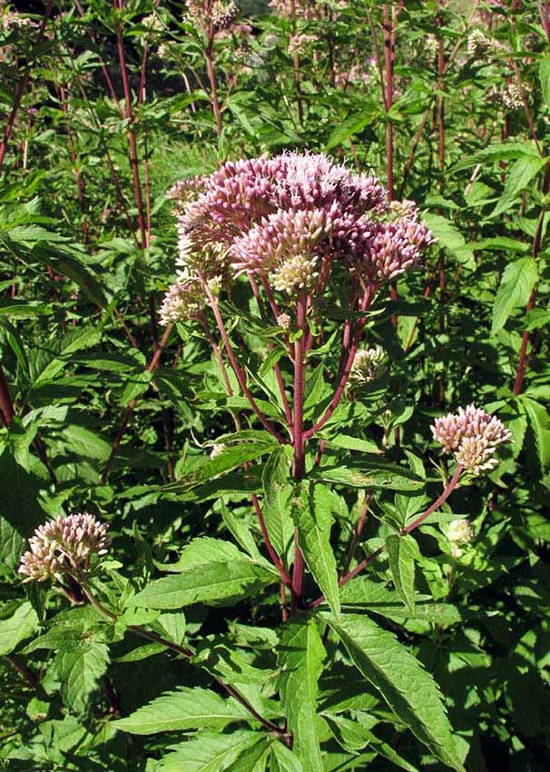 Nel Medioevo lo si chiamava anche Herba di santa Bibiana perché cresceva nel giardino della chiesa dedicata alla martire romana.