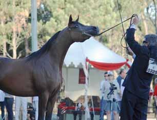 Lo show ha avuto inizio con le femmine junior dai 9 ai 12 mesi, senza dubbio la classe con il maggior numero di partecipanti, vinta dalla meravigliosa *HLP DARKINA FAME (Legacy of Fame x Arkyna HCF),