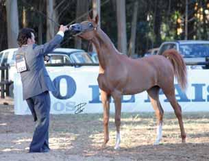 RESERVE JR FILLIES RESERVE JR COLTS RESERVE FILLIES Antonella HDT Geraldine Chall HDT Phoenix Lark HDT RAS LA SERENA.