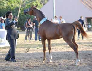 Valentino x Challyria HCF) di HARAS DEL TIMOTE.