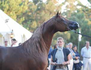 It was then the turn of fillies aged 18 to 24 months, a category won by *LR AS