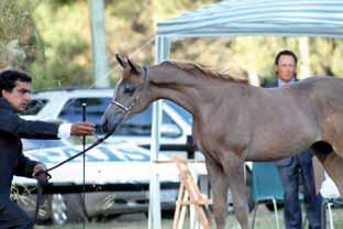 *CASA NOVA HBV (Legacy of Fame x Ultraa) di proprietà di HARAS LO PALMARES.