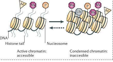 SISTEMI EPIGENETICI : RNA-ASSOCIATED SILENCING (microrna nei mammiferi = noncoding RNA): microrna si legano all mrna.