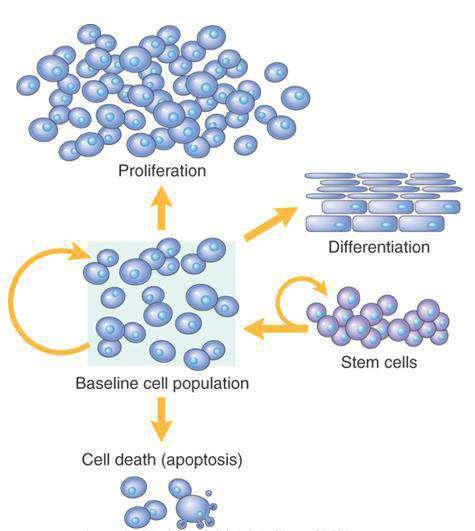 Omeostasi Tissutale Normalmente le cellule dei tessuti si riproducono dividendosi, in modo da sopperire alle