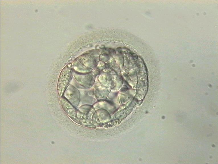 degli embrioni