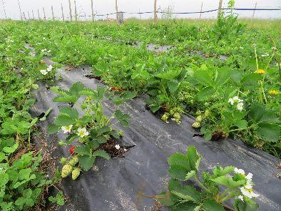 Danni causati da arvicole e limacce (foto D. Fontanive). Botrite su fragole (foto A. Giubilato).