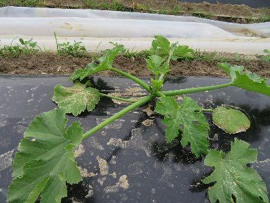 Danni causati da sbalzi termici su piante di zucchine (foto D. Fontanive).