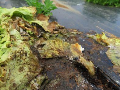 Sclerotinia su lattuga (foto D. Fontanive). DANNI DA GRANDINE Il 27 aprile una forte grandinata ha colpito la zona in cui si trova l azienda AreaBio a Dignano.