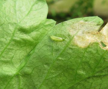 comparsa delle prime mine. Danni su prezzemolo causati dalla larva della mosca del sedano (Philophylla heraclei) (foto D. Fontanive).