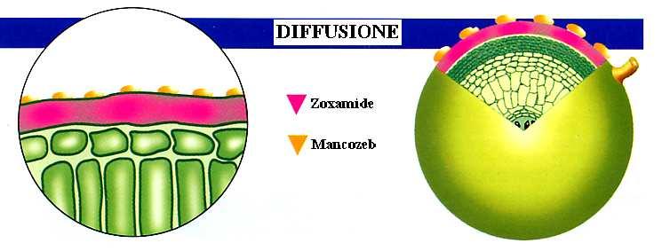 ZOXAMIDE: caratteristiche salienti 2.