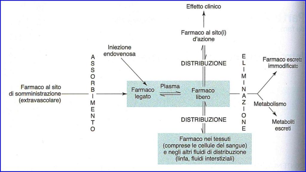 Cenni di Farmacocinetica, Biofarmaceutica, Biodisponibilità Rappresentazione schematica di assorbimento, distribuzione ed eliminazione