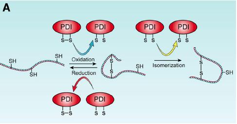 La formazione di ponf disolfuro Molte proteine hanno diverse cisteine che formano fra di loro pon8 disolfuro, che aiutano a conferire alla