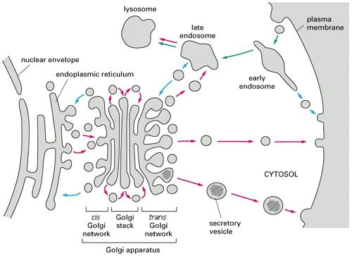 APPARATO DI GOLGI Le proteine passano dal RE al Golgi viaggiando in vescicole di membrana, che escono (gemmazione) ed entrano