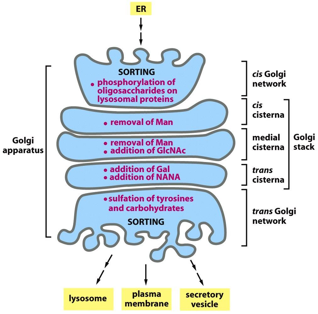 Il Golgi: - Processa ulteriormente le proteine, modificando le catene di glicosilazione, aggiungendo fosforilazione (le proteine lisosomiali sono marcate da uno zucchero fosforilato), e altre