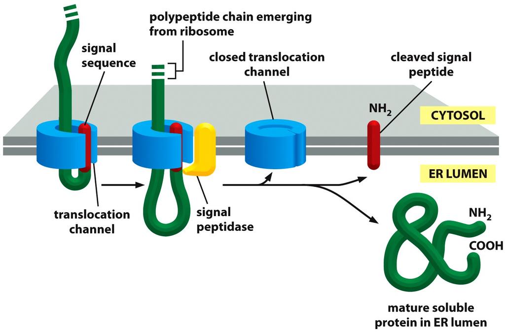 Quindi: - La sintesi proteica comincia nel citosole, prosegue in poliribosomi abacca8 al RE. - La traslocazione al RE è co- traslazionale.