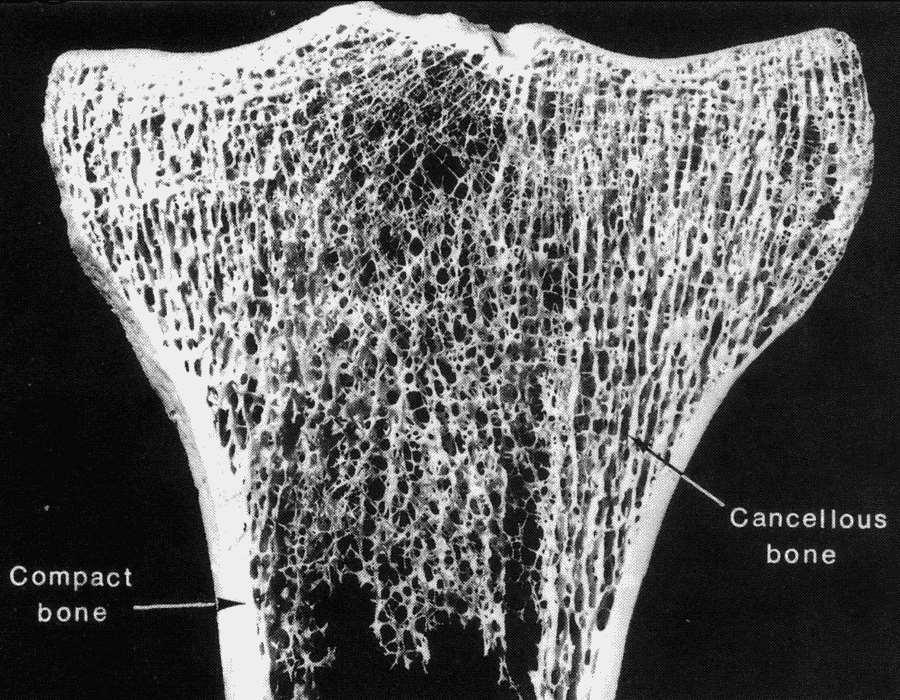 Organizzazione macroscopica osso spugnoso osso compatto in