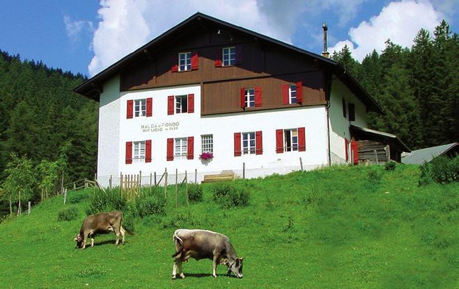 loc. Plazze di Tret oppure dal paese di San Felice A piedi: 35 minuti da entrambi i parcheggi 1488 m di FONDO Prodotti: formaggio, yogurt, ricotta e burro Ristorazione: piatti tipici a pranzo e cena