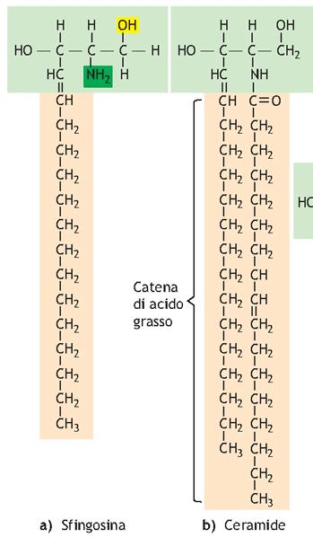 al posto del glicerolo contengono la sfingosina