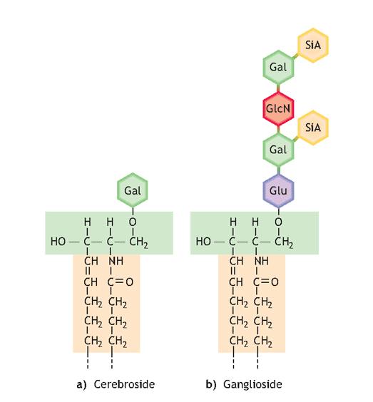 Glicosfingolipidi: Molecola di sfingolipide che lega uno o più residui glucidici Cerebrosidi: molecola neutra