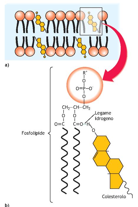 Il colesterolo si trova completamente immerso nel doppio strato 2 1) L OH si posiziona nei pressi della testa polare dei fosfolipidi con la quale stabilisce dei legami H.