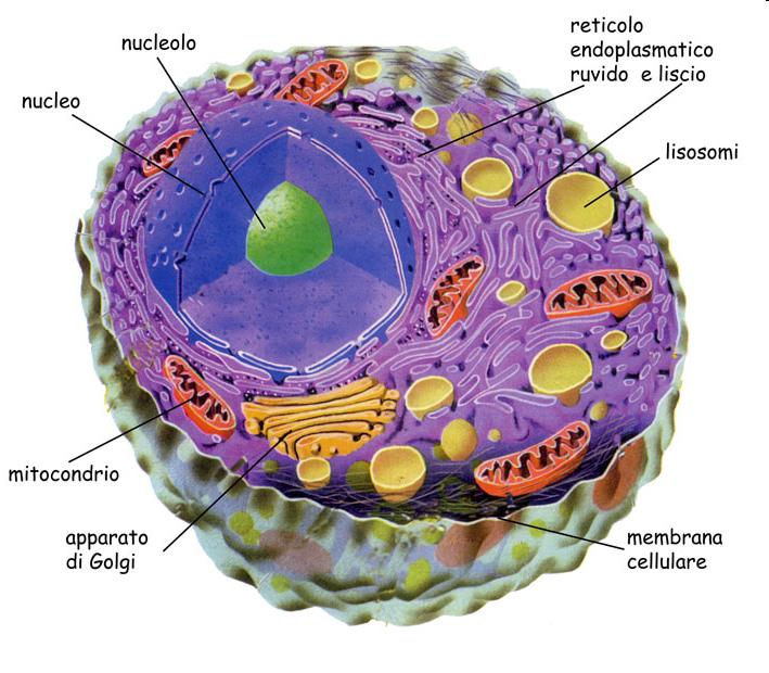 Le membrane biologiche e la membrana cellulare Lemembranebiologichesuddividonolacellulaincompartimenti(RE,complesso del golgi, vescicole, vacuoli, mitocondri ecc) lamembranacellulare