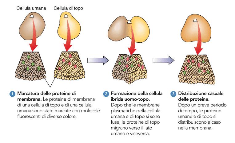 Esperimento di