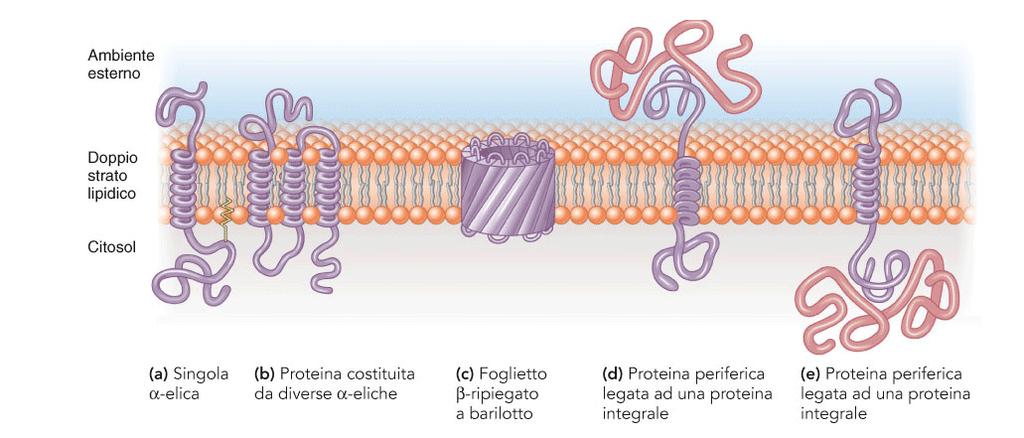 Le proteine di membrana Possonoessereintegralioperiferiche le proteine sono anfipatiche : le regioni idrofiliche si