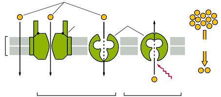 PROTEINA CANALE DIFFUSIONE FACILITATA DA PROTEINE CANALE Proteine canale: formano minuscoli pori idrofilici nella membrana, che i soluti attraversano per diffusione Canali ionici: mediano il