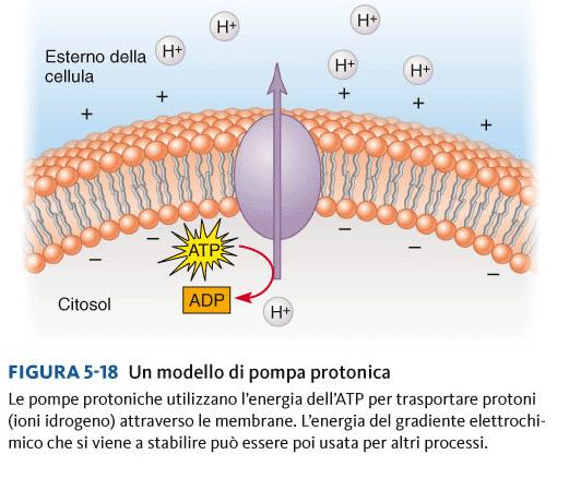 Esempio di Processo UNIPORTO: una proteina carrier