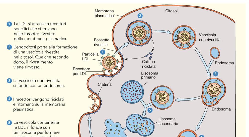 Es. di Endocitosi _mediata da