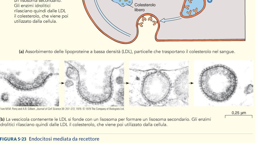 colesterolo come precursore