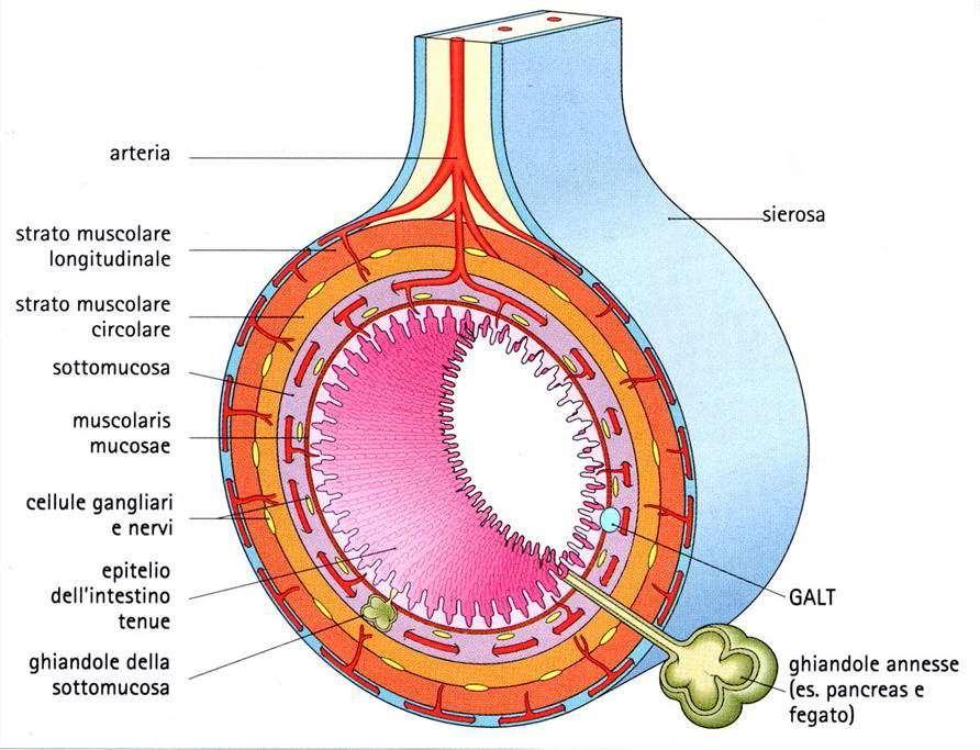 ORGANO