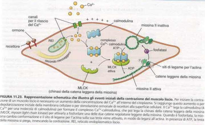 Contrazione